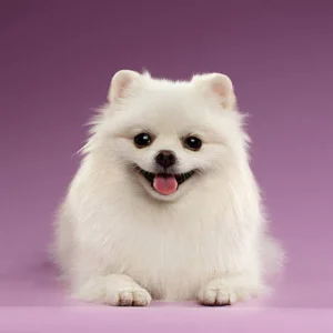 Pomeranian