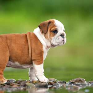 English Bulldog