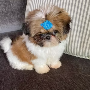 Shih Tzu